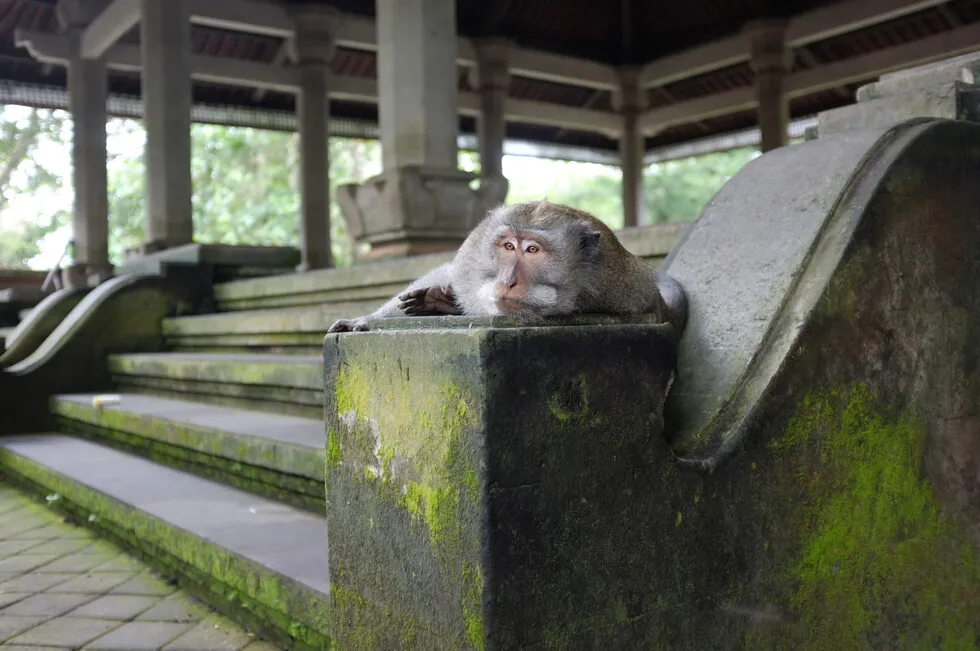 An alpha monkey relaxing in one of the temples at the Sacred Monkey Forest Sanctuary. Photo by me, 2022.