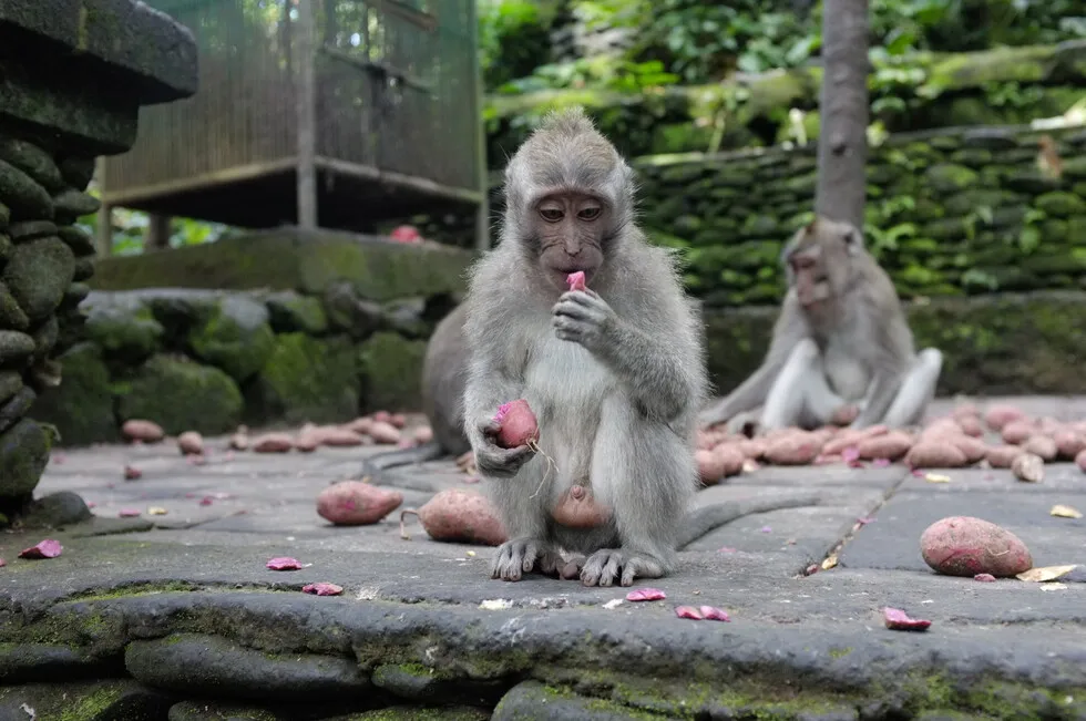 A baby monkey eating at the Sacred Monkey Forest Sanctuary. Photo by me, 2022.
