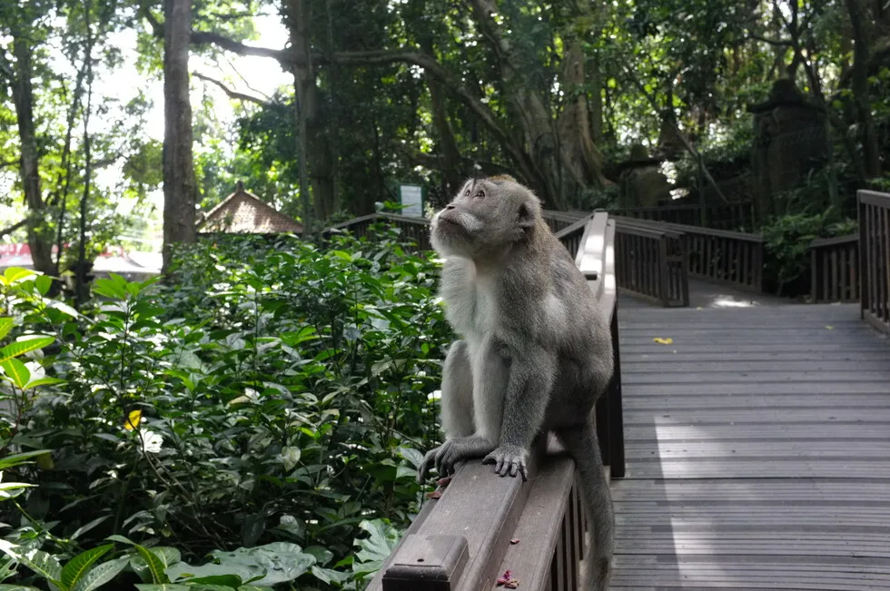 A monkey daydreaming in the Sacred Monkey Forest Sanctuary. Photo by me, 2022.